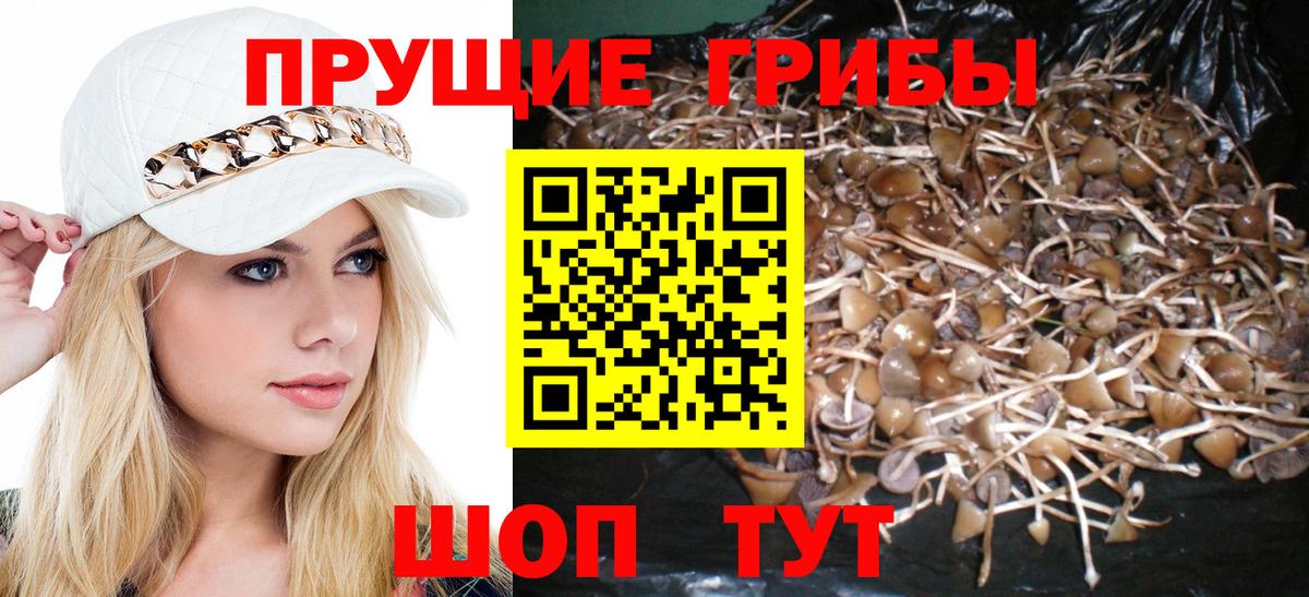Галлюциногенные грибы Psilocybe  Вход с VPN  закладки  Еманжелинск  Псилоцибиновые грибы Psilocybe 